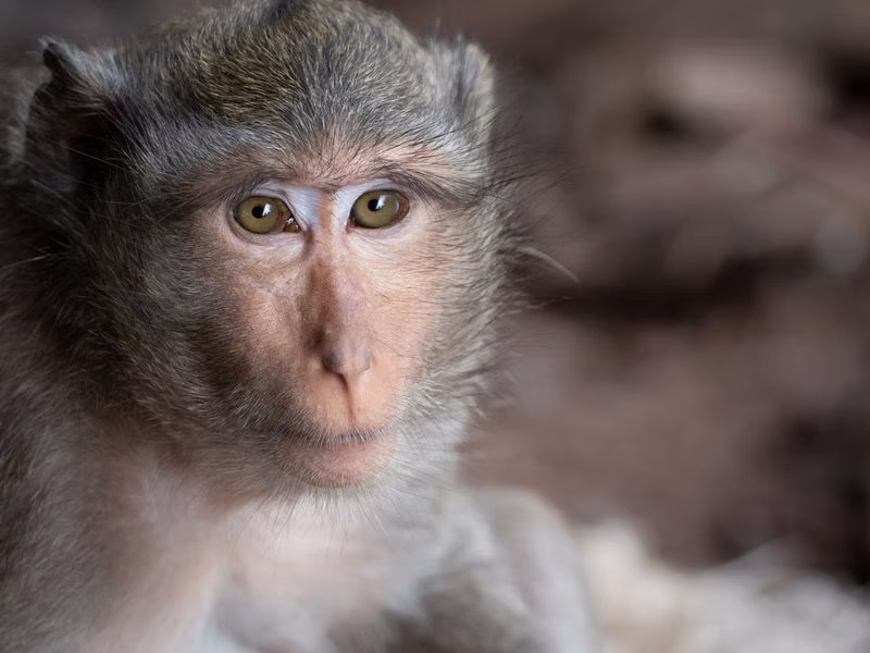 Close-up of a long-tailed macaque looking toward the camera, its face in sharp focus against a blurred background.