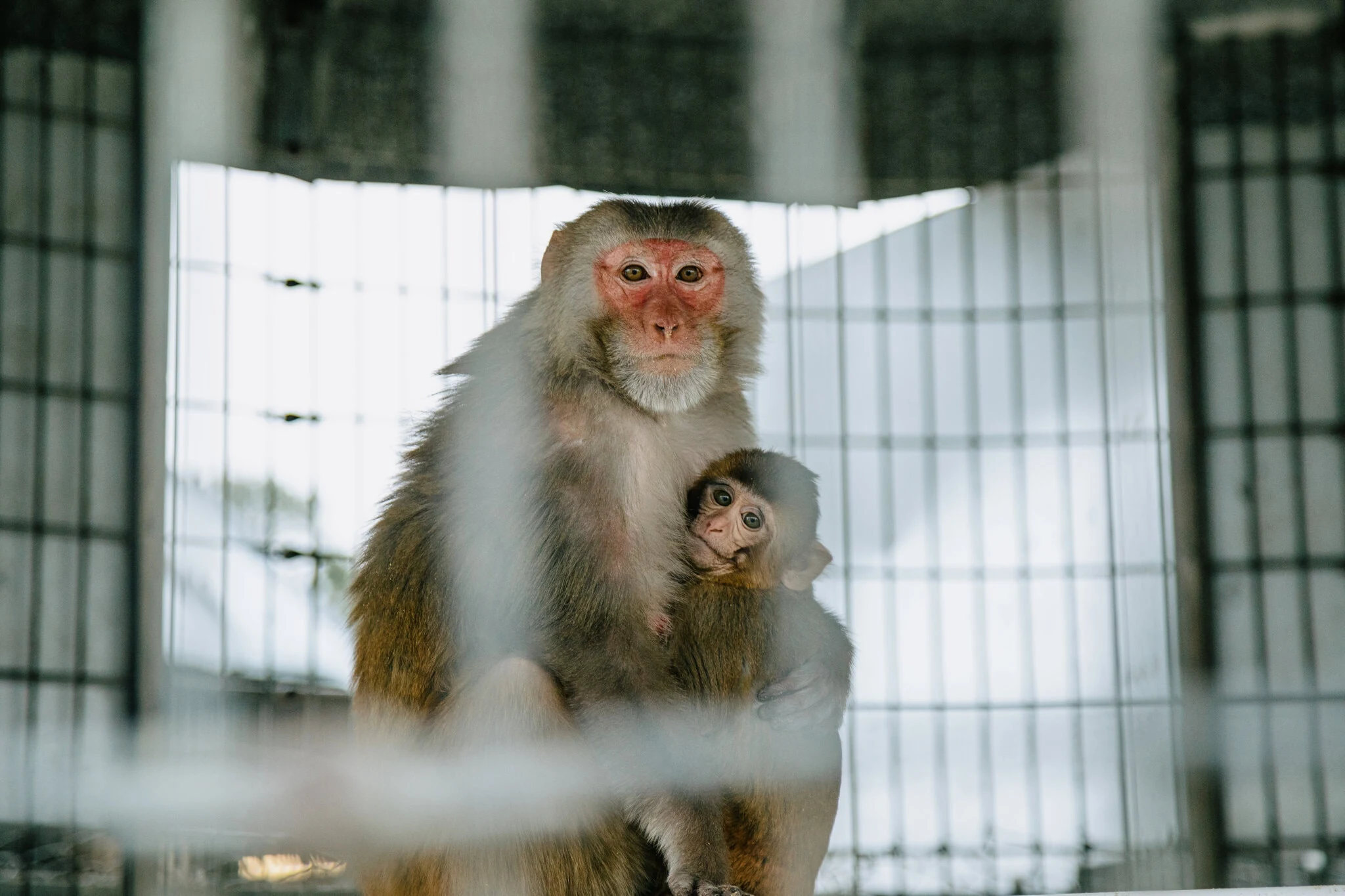 A rhesus macaque holding an infant close to her chest inside a wire laboratory cage.