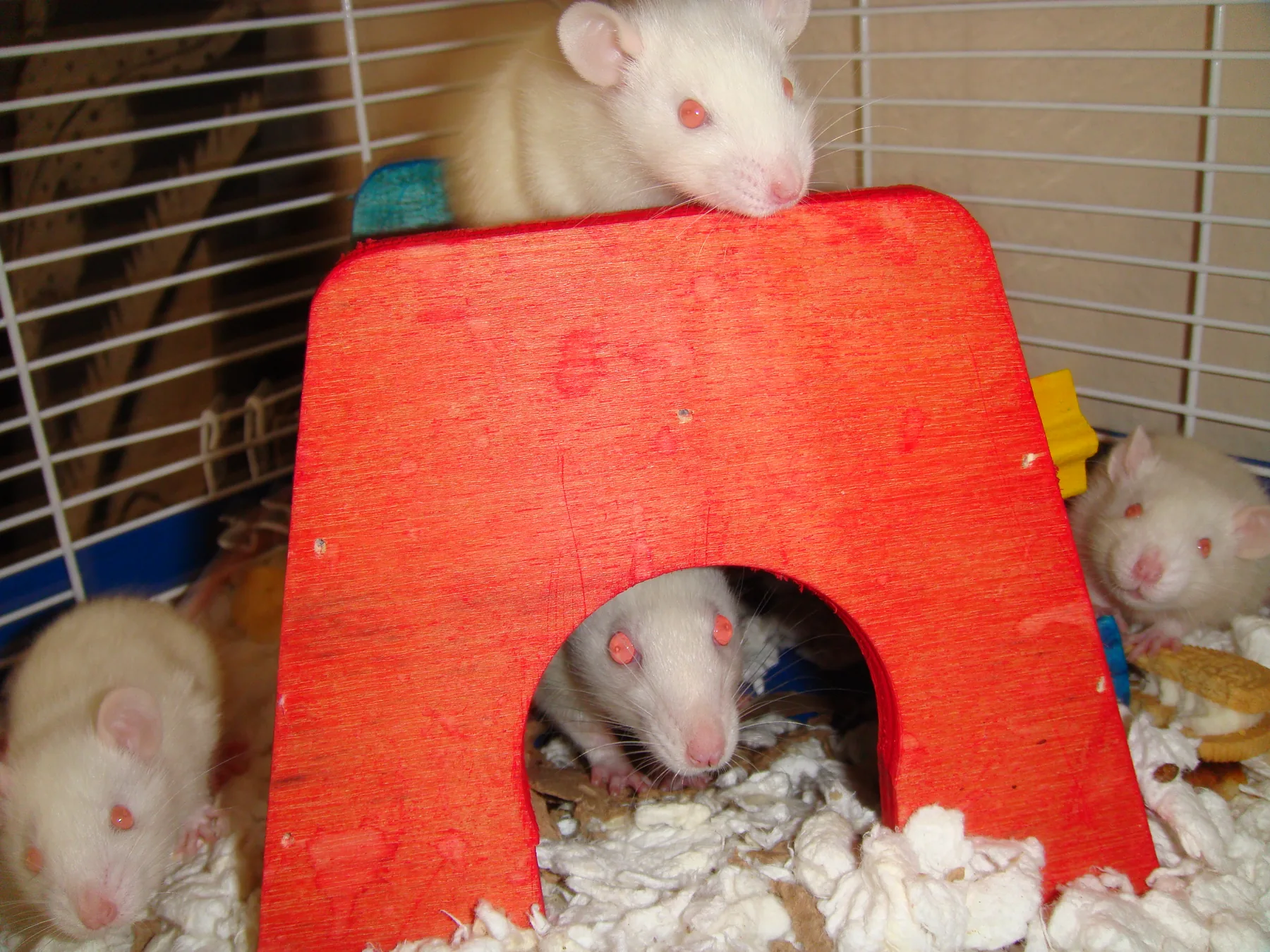 Four white rats in a home cage, one perched on top of a red wooden hideaway and another looking out from inside it.