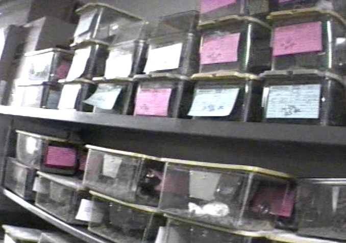 Shelves of small clear plastic cages, each labelled with a coloured index card, stacked in a dim laboratory room.
