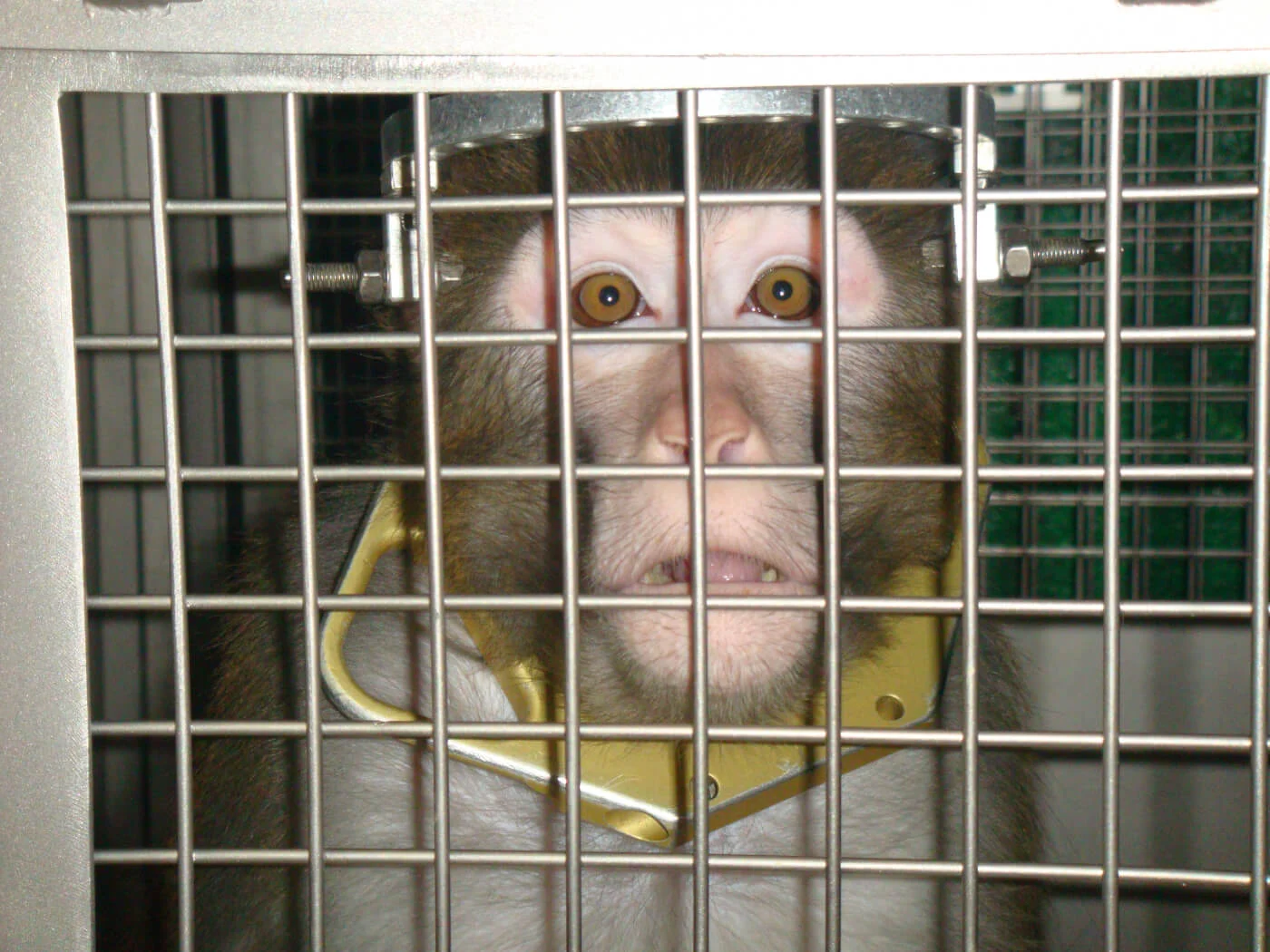 A macaque wearing a yellow collar pressed against the bars of a small steel laboratory cage, grimacing at the camera.