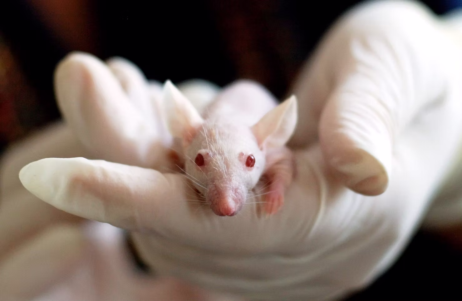A white laboratory mouse held in a pair of gloved hands.